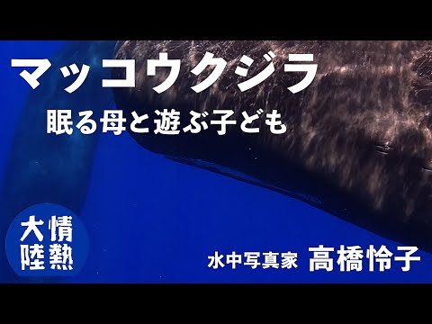 クジラだって…立って寝る母と周りで遊ぶ子供／水中写真家 高橋怜子（未公開映像配信）