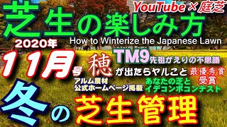 冬の芝生の手入れと穂摘み・TM9・雑草・菌の話題 庭芝のアドバンテージを活かす「芝生の楽しみ方11月号」芝活2020