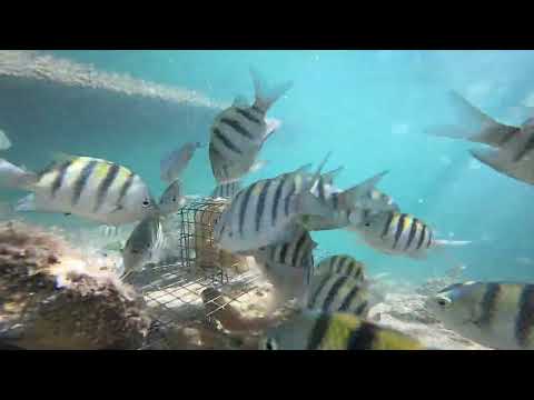 Feeding wild fish underwater