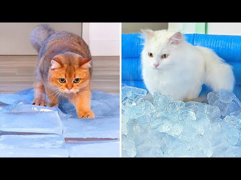 Can Cats Walk On Ice? #2