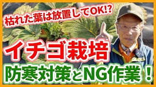 家庭菜園や農園のイチゴ栽培で冬の防寒対策とNG作業！イチゴの株を元気に保つ秘訣とイチゴの育て方！【農家直伝】