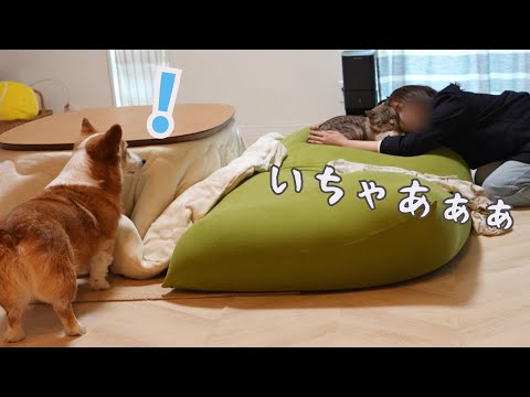 同居猫と母がいちゃつく様子を見た犬がこうなりました！