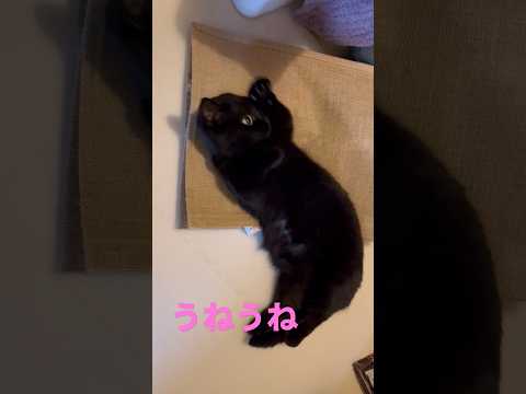 お気に入りのバッグの上で身体をうねうねしている黒猫