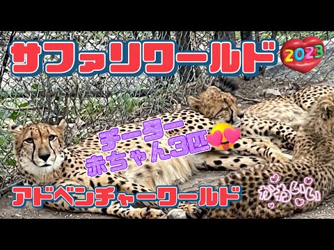 【チーターの赤ちゃん】キリンのドアップ アドベンチャーワールドサファリ Safari In Adventure World - baby cheaters