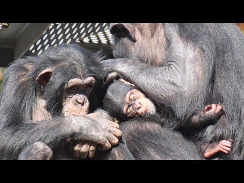 No-contact brothers Fubuki and Ibuki　Tama Zoo Chimpanzee 202412