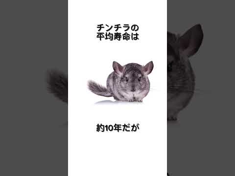 小動物にまつわる雑学#動物#小動物 #雑学#豆知識