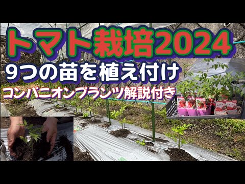 【楽しいトマト栽培2024Part1】人気のトマト苗を9株！支柱もセット完了！