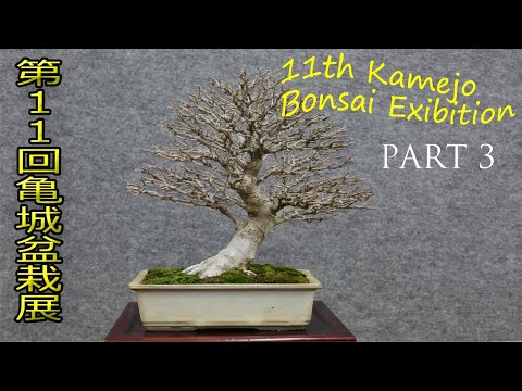 11th Kamejo Bonsai Exhibition - 第11回 亀城盆栽展 2022 January (PART 3)