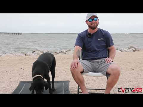 LABRADOR RETRIEVER-  My Experience