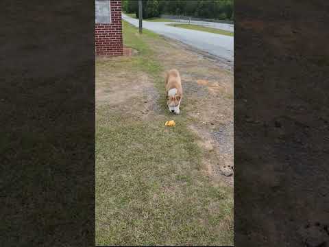 I Went Metal Detecting & Met a New Friend! #shorts #metaldetecting