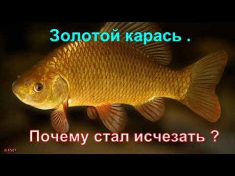 Золотой карась. Почему стал исчезать?