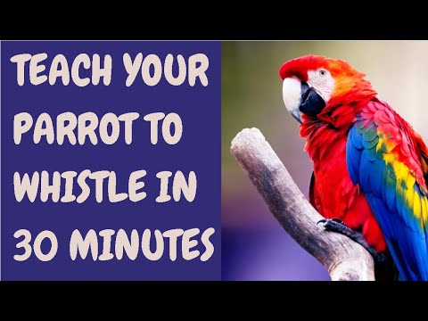 Teach Your Parrot To Whistle In 30 Minutes