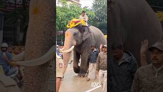 🐘🧿 Mysore Dasara Elephants 2024 || Morning walk 🧿🐘