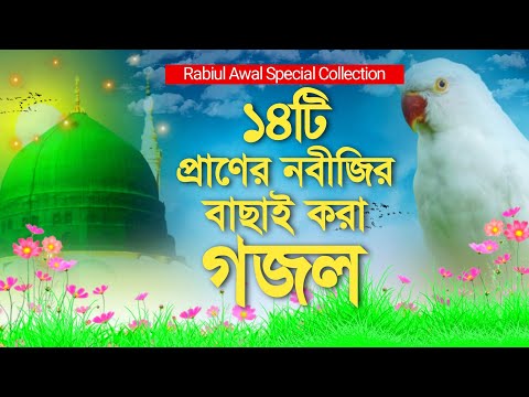 প্রাণের নবীজির ১৪টি বাছাই করা মন প্রাণ উজাড় করা গজল || Rabiul Awal Special 14 Gojol ||Bangla Gojol