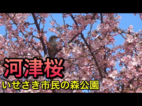 河津桜が見頃です。いせさき市民の森公園2020-02-29