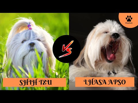 SHIH TZU VS LHASA APSO  Which Breed is Better?