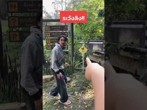 ระวังลิงนะ‼️🐒🤣 #คนไทยเป็นคนตลก #ฝากติดตาม #มิสเตอร์แมน #funny #funnyvideo #haha #คลิปตลก #ตลก