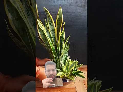 snake plant #shorts #snakeplant #plants