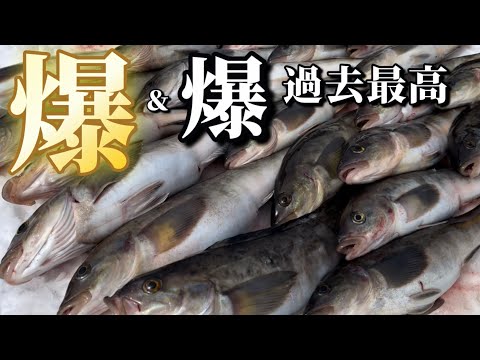 朝昼夜と爆＆爆釣！過去最高釣果！水族館なみにホッケが餌を食べる瞬間が見える！