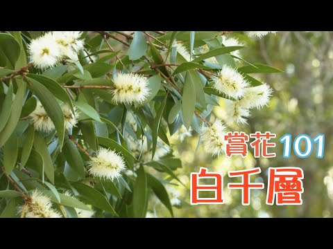 【賞花101】白千層 【Appreciation of Flowers 101】Paper Bark Tree