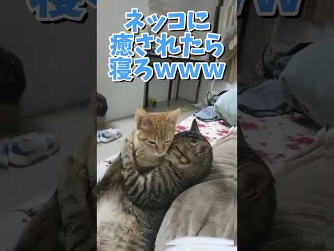 猫の動画で癒されたら寝ろｗｗｗ　#2ch #2ch動物スレ #2ch面白いスレ #動物 #犬 #猫 #癒やし #ねこ