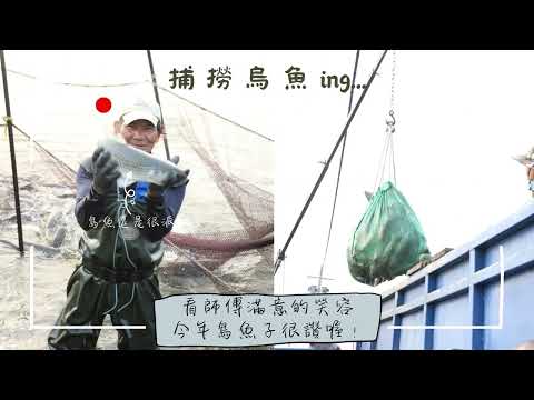 捕烏魚。雲林口湖烏魚季-捕撈烏魚-烏金季正式開始