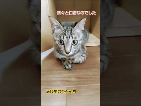 一時休戦中猫たち　#cat #子猫#三毛猫#保護猫