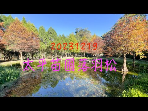 萬ㄟeye台灣20231219太平苗圃落羽松   4K