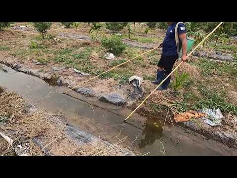 Using an electric stimulator to catch 20 fish crawling into the rice field