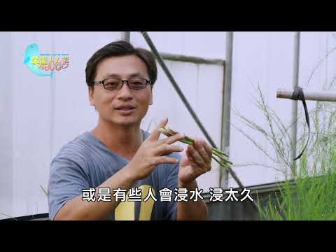 【台南麻豆＋雲林古坑】無毒蘆筍＋古坑特色農場餐廳｜有機無毒｜394｜#美麗心台灣