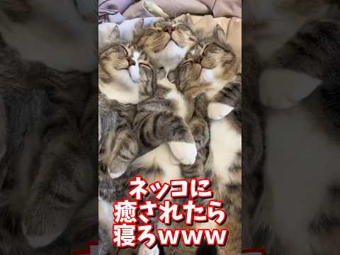 ネッコの動画で癒されたら寝ろｗｗｗ　#2ch #2chまとめ 動物スレ #2ch面白いスレ #動物 #犬 #猫 #癒やし #ねこ動画