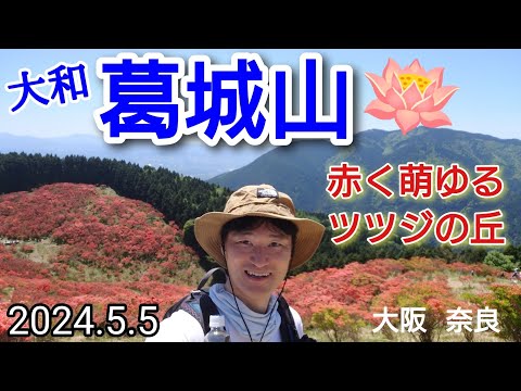 大和葛城山  赤く萌ゆるツツジたち