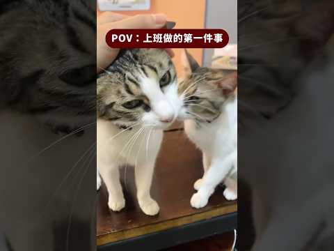 有這樣的貓貓同事，你幾點上班？ #shorts #cats #貓  #貓咪日常 #毛小孩