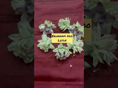 எருக்கும் பூ தாமரை/Erukum Poo Lotus# creativity #Handmade #easy # viral videos