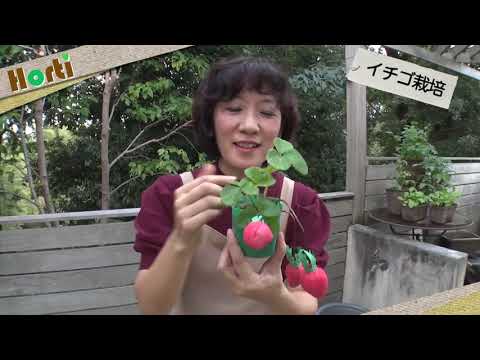 「初めてのイチゴ栽培」①植えるときのポイント