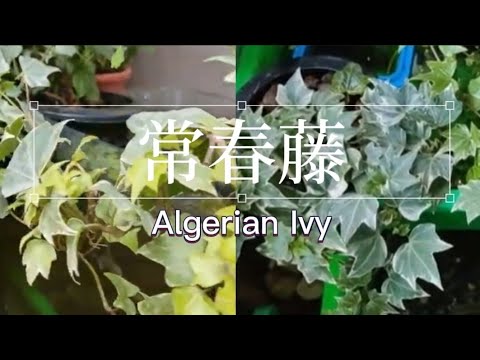 常春藤|照顧與繁殖|Algerian Ivy|How to grow|植物男子