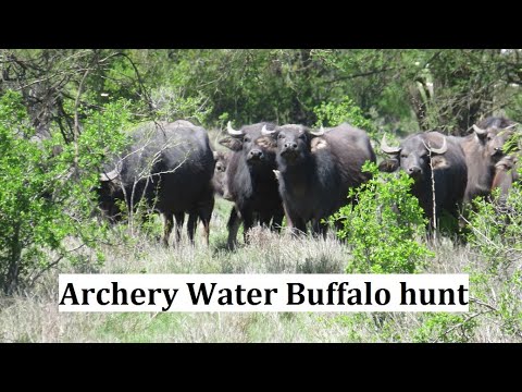 Archery water buffalo hunt