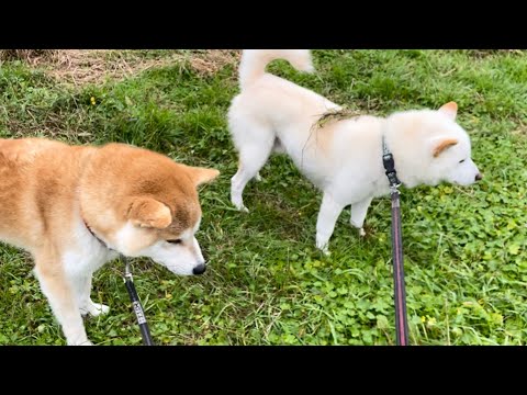 背中に草が乗っていても気付かない柴犬たちがかわいい