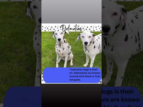 Did you know Dalmatian puppies are born without spots?