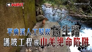 CTWANT 社會追緝 / 餓死或淹死！人工駁崁斷生路　釣魚聖地成山羌絕命陷阱