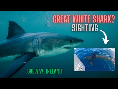 IS THIS A GREAT WHITE SHARK FILMED IN IRELAND THIS WEEK! 🦈 🇮🇪 (HOAX!)