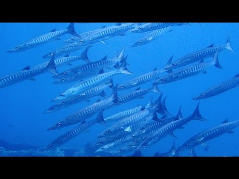 バリ島トランベン沈船に突如現れたバラクーダの群れ‼  Group of barracuda in ship wreck Tulamben bali !!