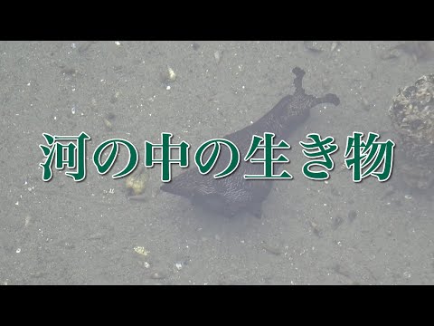 川の中のウミウシ 01