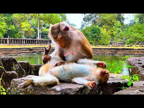 Lovely!! Monkey Rainbow Looks very cheerful when Mommy Libby grooming to her by loving.