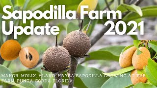 Sapodilla varieties growing at the farm | Manilkara zapota