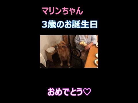 2021年5月2日ゴールデンレトリバー3歳の誕生日にいきなり、ステーキ盗み食いからの誕生日会で怒られスタートのゴールデンレトリバーですが何のこと私じゃありませんオーラ全開で（笑）