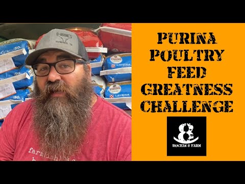 Purina Feed Greatness Challenge | Central Texas Chicken Coop