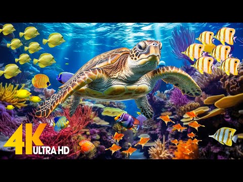 Ocean 4K - Sea Animals for Relaxation, Beautiful Coral Reef Fish in Aquarium (4K Video Ultra HD) #56