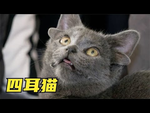 9件你从未见过的事，4个耳朵的猫听力能翻倍？