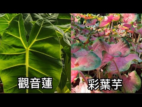 夏遊三峽花市|觀音蓮|彩葉芋|觀葉植物|植物男子